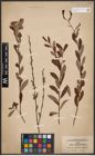 Foto von Salix aurita L. x Salix purpurea L.
